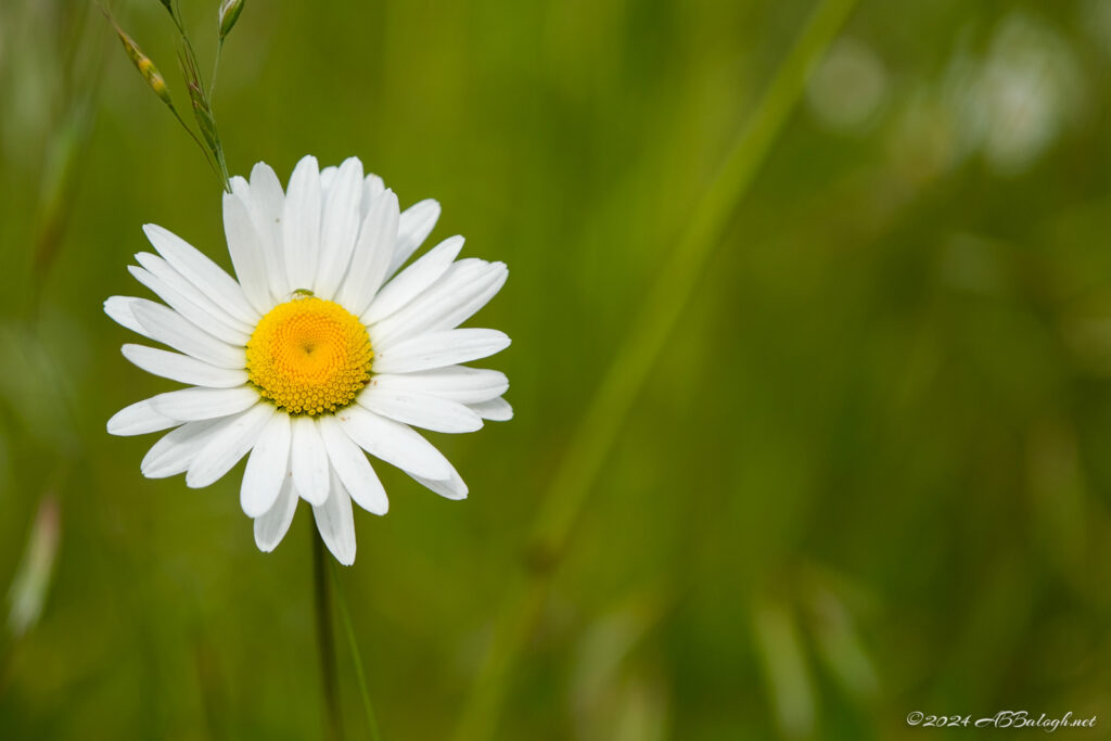 Can you see the beetle? Close up of a Willamette Daisy, an Oregon wildflower.