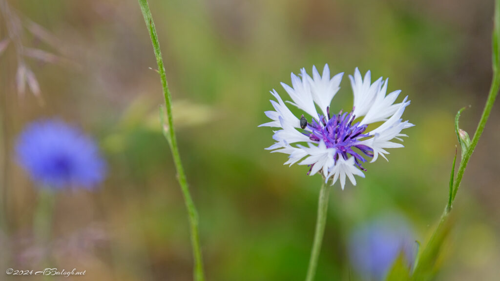 Close up of rare blue and white wild Cornflower. Cooper Mountain Nature Park, Beaverton Oregon.