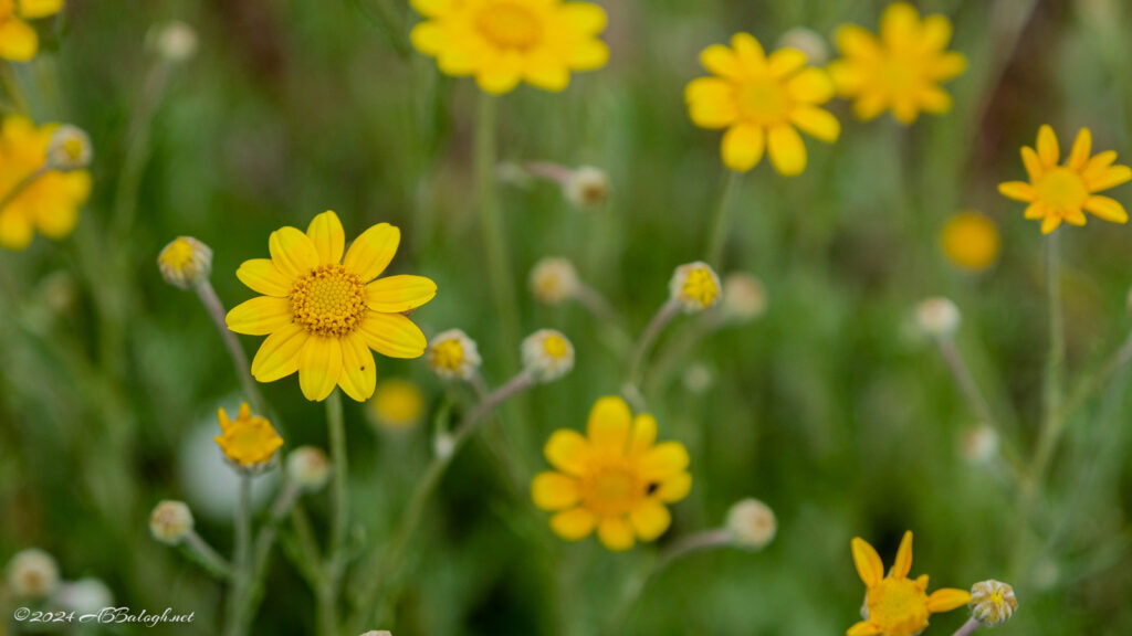 Oregon Sunshine wildflower found at Cooper Mountain Narure Park, Beaverton Oregon.