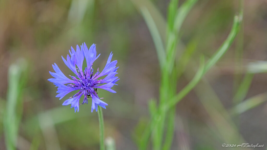 Blue Cornflower up close and personal. Cooper Mountain Nature Park, Beaverton Oregon.