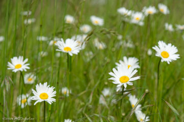 Willamette Daisies found at Cooper Mountain Nature Park, Beaverton Oregon.