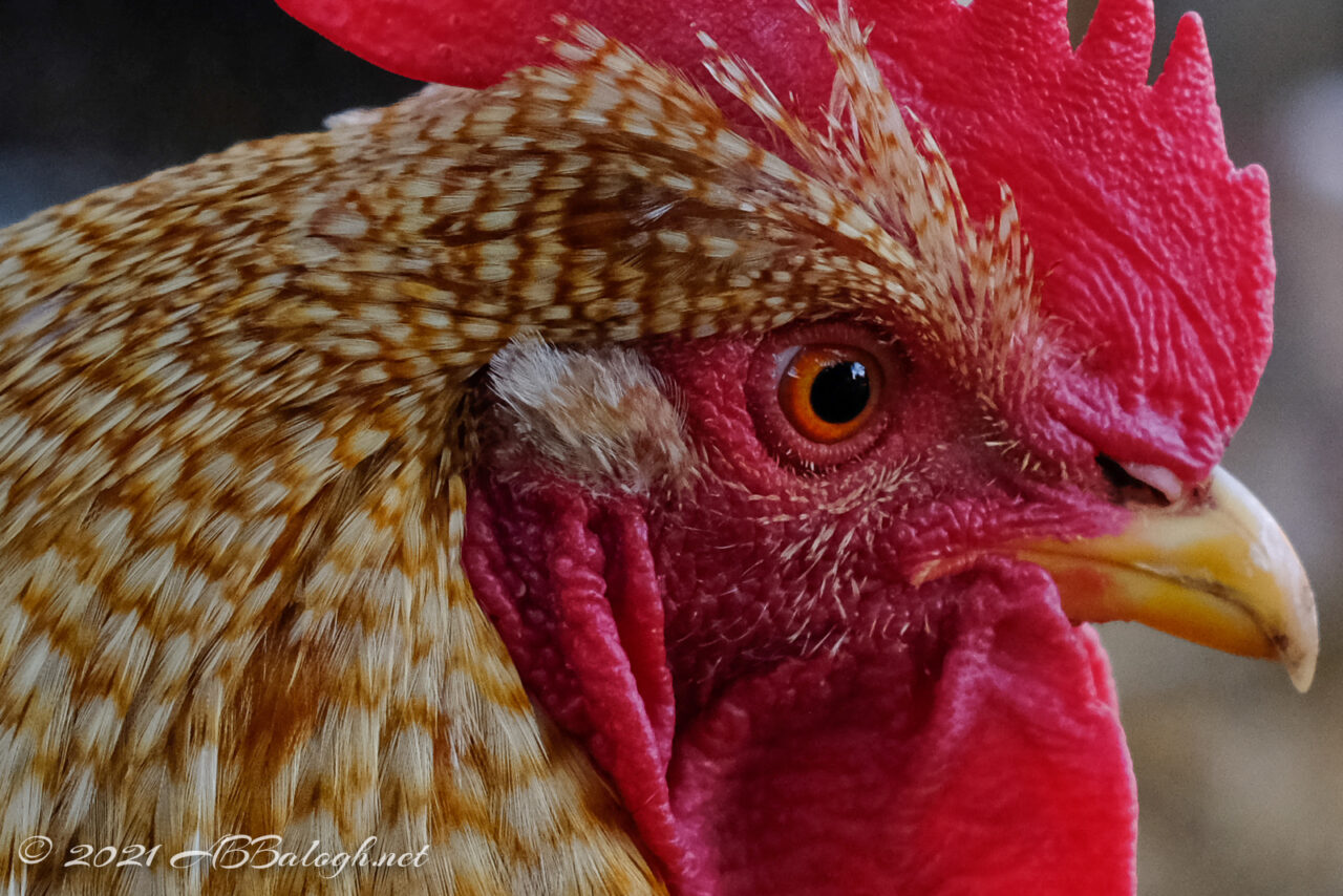 Ray the Rooster Closeup